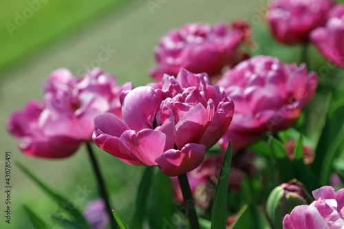 Close up of pink tulips, Derbyshire England 