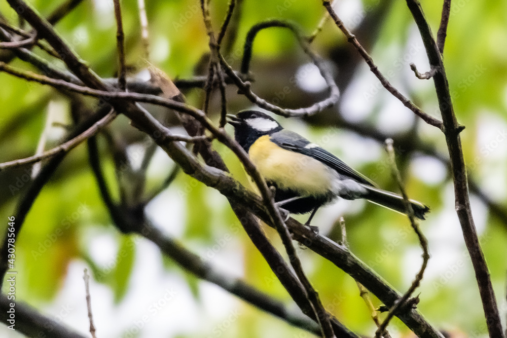 Fototapeta premium great tit on a tree