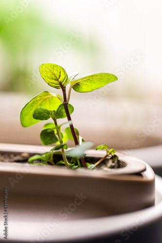 young moroccan mint sprout, close up