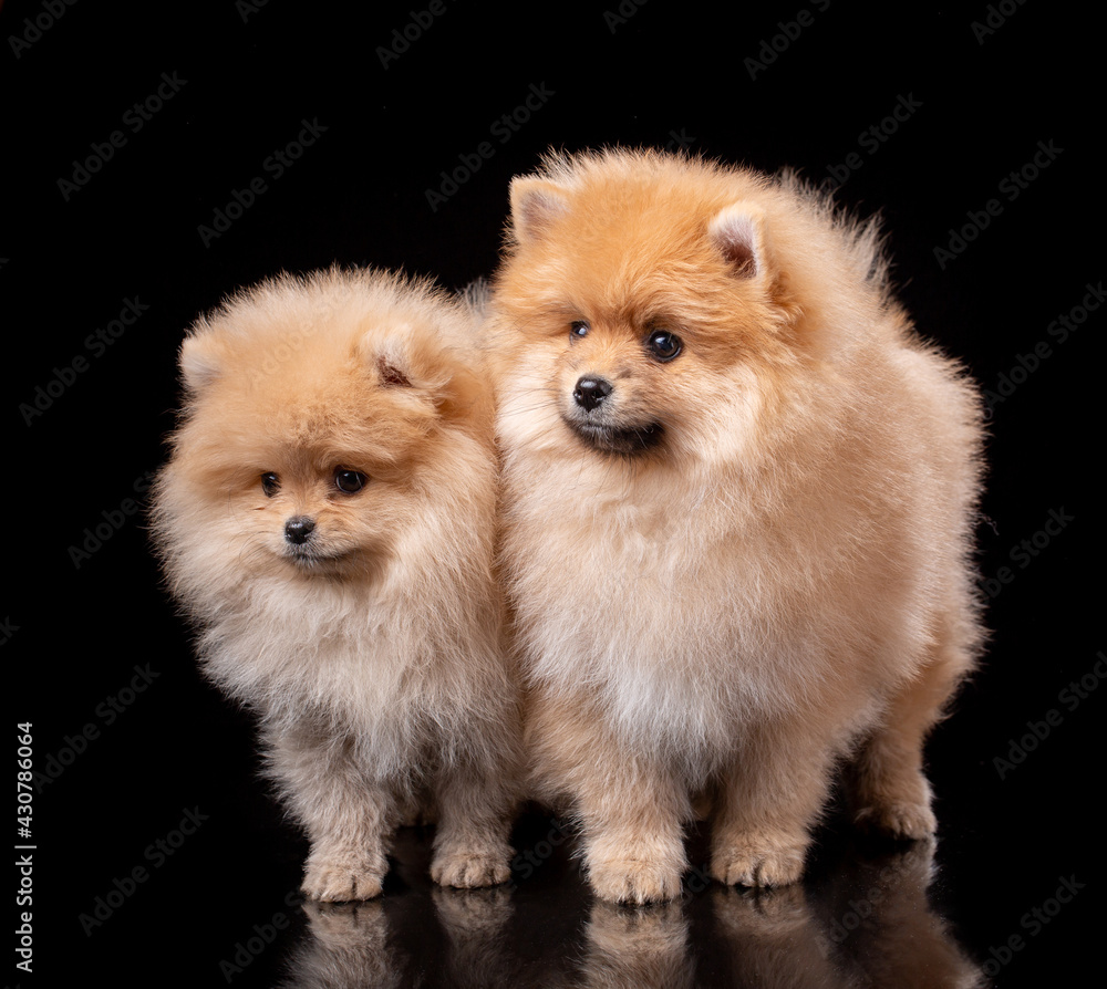 Two light brown Pomeranian Spitz on a black background in the studio. Two light brown Pomeranian Spitz on a black background in the studio.