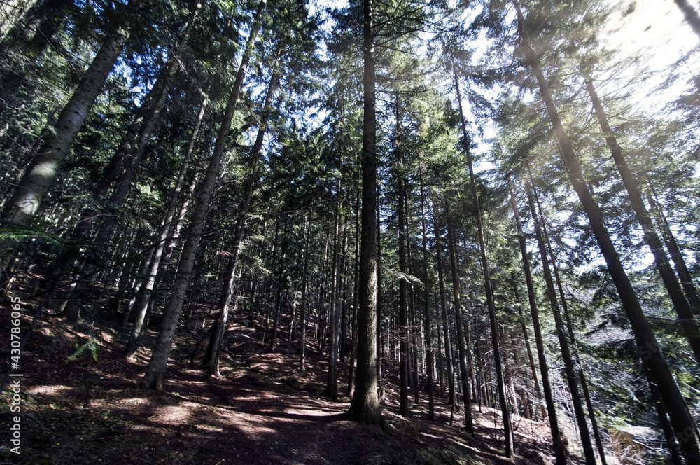 Limanowa, Poland: Wide angle shot of tall mountain trees in the forest, Bright sun rays penetrate tree trunk during day time. Limanowa, Poland: Wide angle shot of tall mountain trees in the forest, Bright sun rays penetrate tree trunk during day time.