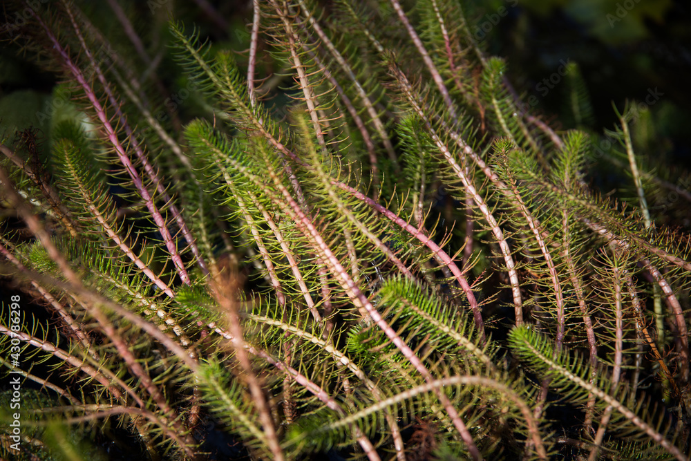 Green plant Green plant