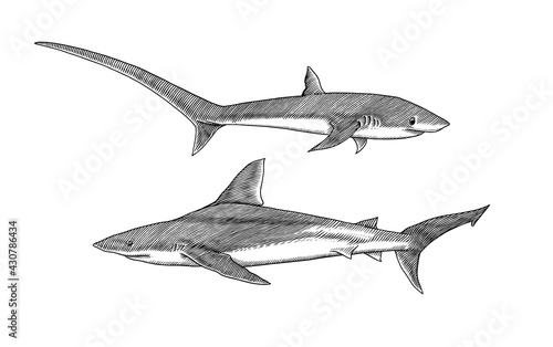 Thresher shark and Atlantic Bull shark or mackerel porbeagle predator. Marine animal. Sea life. Hand drawn vintage engraved sketch. Ocean fish. Vector illustration for web, logo or t-shirt.