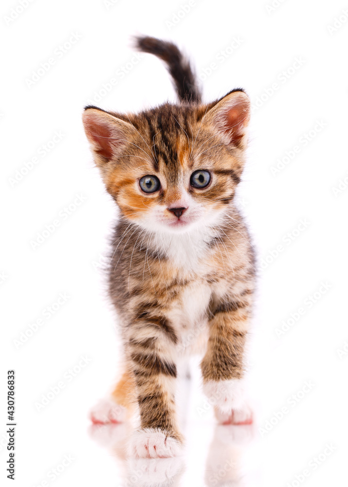 Portrait of a blue-eyed kitten on a white background.