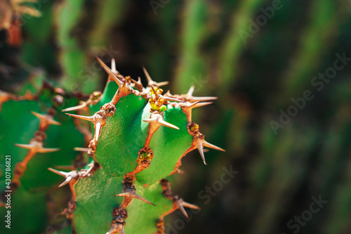 Cacti in the park, natural background © KseniaJoyg