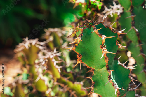 Cacti in the park, natural background © KseniaJoyg