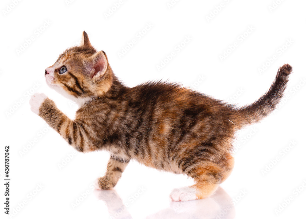 Small playful brown kitten on a white background.