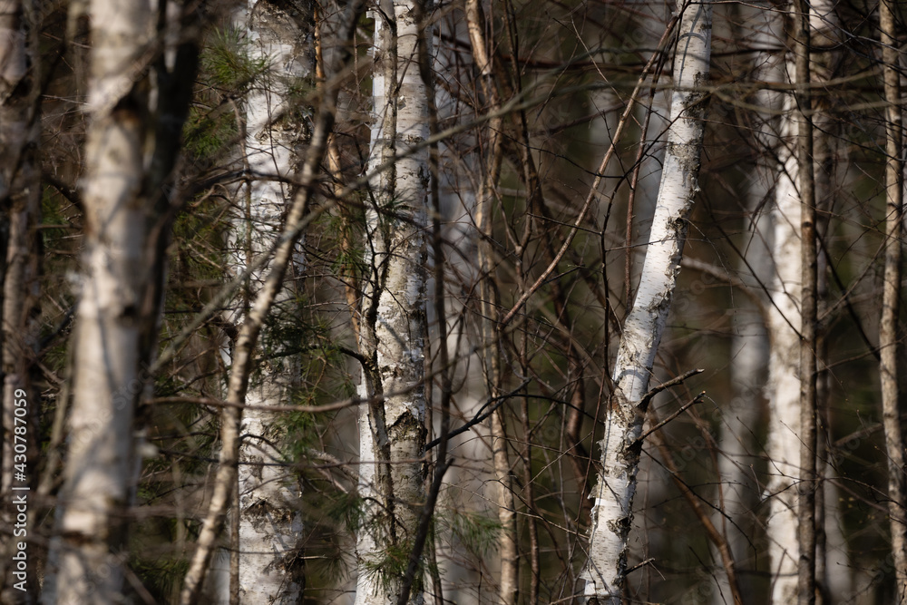 white birch trunks and dry grass stalks and blue ara water background white birch trunks and dry grass stalks and blue ara water background
