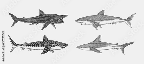 Great white shark and Tiger Basking Atlantic Bull shark or mackerel porbeagle predator. Marine animal. Sea life. Hand drawn vintage sketch. Ocean fish. Vector illustration for web, logo or t-shirt.