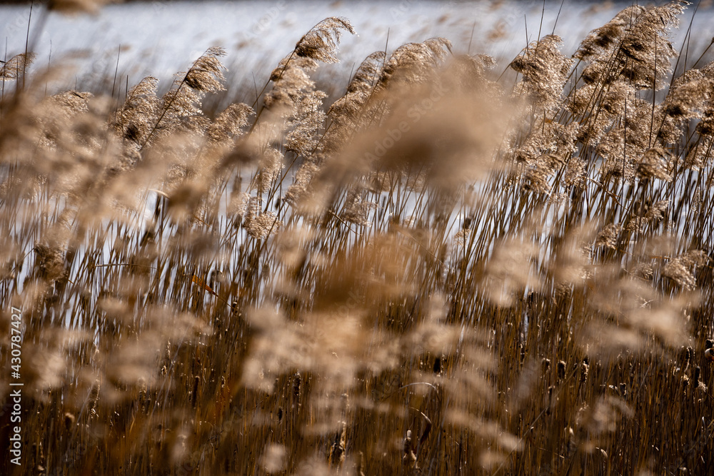 Fototapeta premium dry reeds sway in the wind by the lake