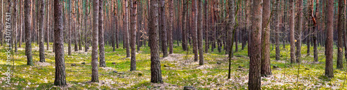 Fototapeta Naklejka Na Ścianę i Meble -  pine forest on a beautiful sunny day. landscape