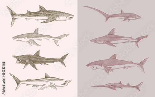 Sharks set.Great white shark, Sixgill sawshark. Basking Sand Tiger Hammerhead Thresher Atlantic Bull Mackerel Whale Blue sharks. Marine fish. Sea life. Hand drawn vintage sketch for logo or t-shirt.
