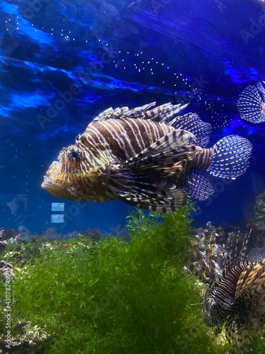 fish swim behind glass in the aquarium