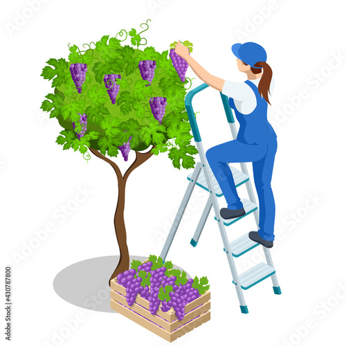 Agricultural work. Isometric woman in September to harvest vineyards , collects the selected grape bunches. Farming activity of farmer. Work in the garden.