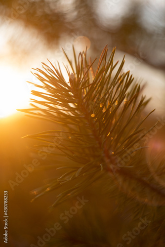 spruce branch in backlight and glare