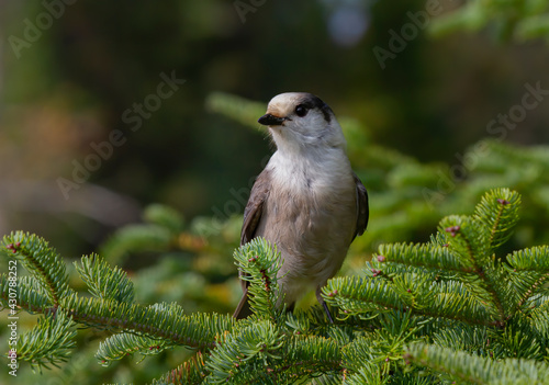 Gray Jay or Canada Jay Perisoreus canadensis perched on branch in Algonquin Provincial Park, Canada in autumn photo