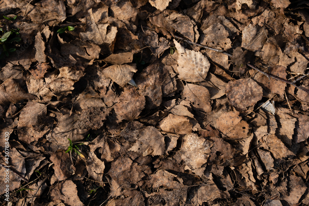 fall leaves close-up in the spring when they have remained brown sun dry