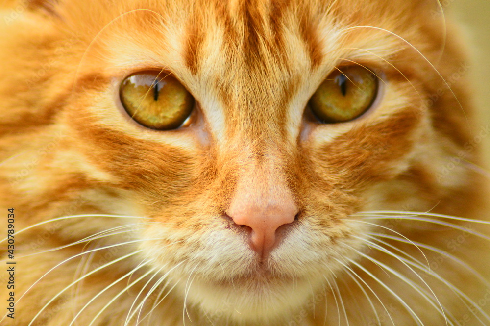 Chat Roux Yeux Chat Roux Yeux