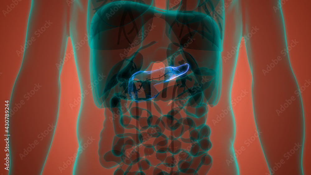 Human Internal Organ Pancreas Anatomy Stock Illustration | Adobe Stock