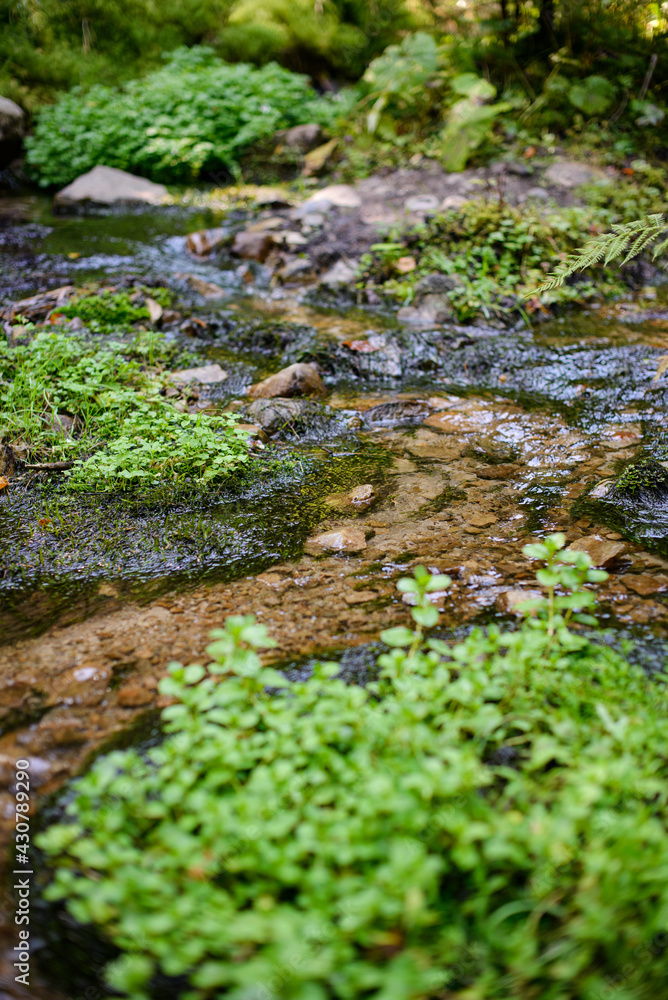 beautiful mountain stream in a mountain forest. wildlife without man beautiful mountain stream in a mountain forest. wildlife without man
