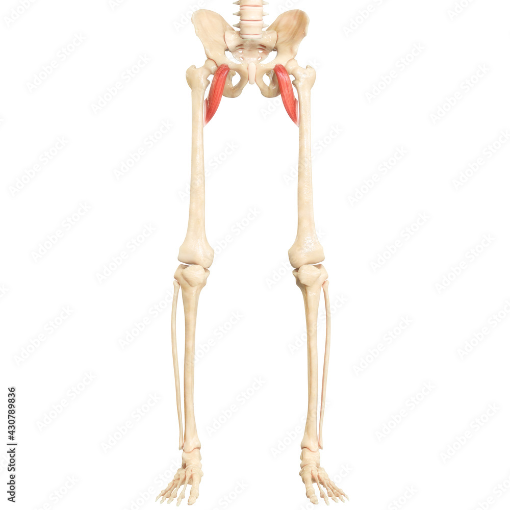 Human Muscular System Leg Muscles Pectineus Muscle Anatomy Stock