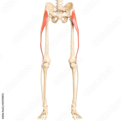 Принти на полотні Human Muscular System Leg Muscles Tensor Fasciae Latae Muscle Anatomy