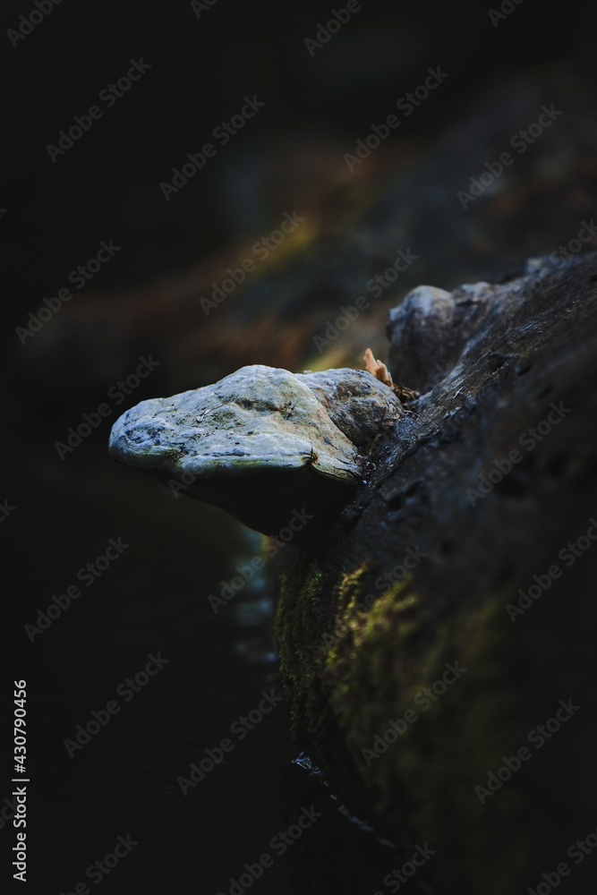Chorosh mushroom on an old tree trunk