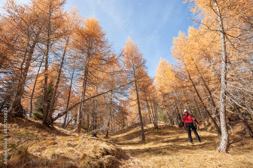 A trekker walking solo  among the forest in a sunny atumnal  day