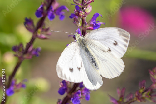 Large White Butterfly - Pieris brassicae - on Salvia nemorosa © DirkDaniel