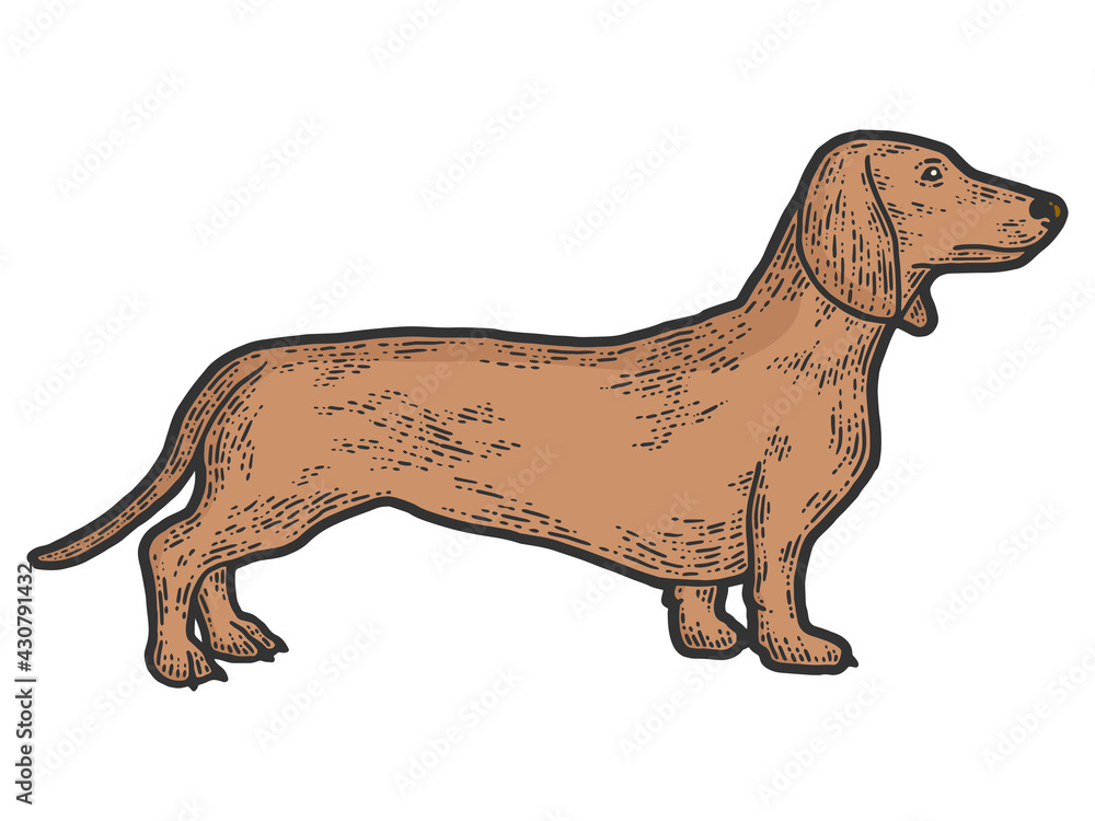 Pet dog dachshund breed. Sketch scratch board imitation color.