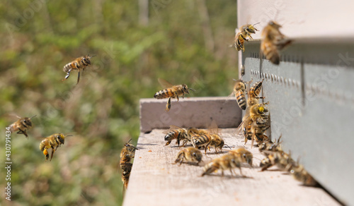 Abeilles en vol d'atterrissage sur la ruche de retour de butinage © Eric