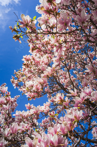 Magnolia tree blossoming in May in the streest of Old Longueuil (Quebec, Canada) photo