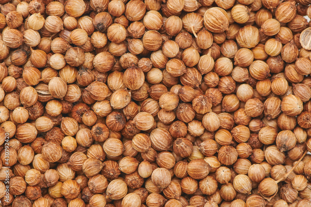 Dry coriander seeds. Spice food background. Aromatic spice for curry ingredients asia food. Close up view. Dry coriander seeds. Spice food background. Aromatic spice for curry ingredients asia food. Close up view.