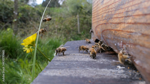 Abeilles et bouton d'or à l'entrée de la ruchette photo