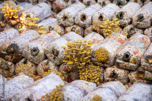 Yellow oyster mushroom. The cultivation of golden oyster mushroom in farm