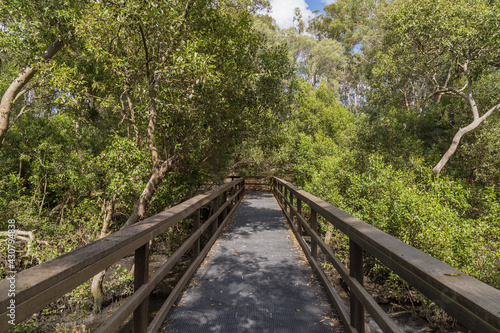 Mangrove boardwalk in Wynnum Brisbane Australia