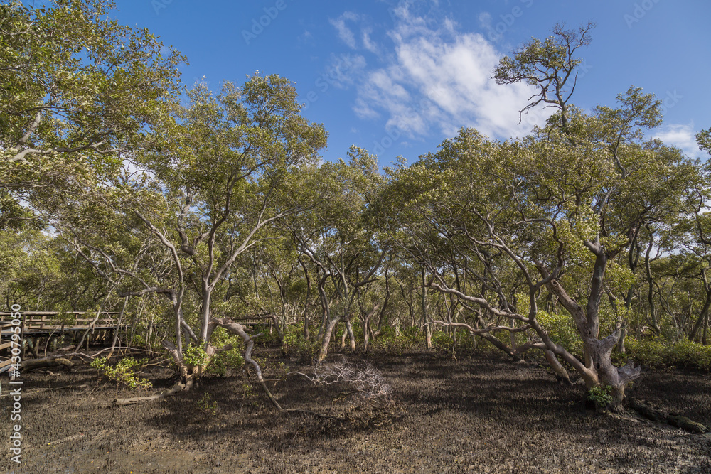 Mangrove boardwalk in Wynnum Brisbane Australia Mangrove boardwalk in Wynnum Brisbane Australia