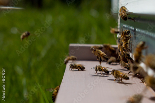 Au trou du vol : abeilles au décollage et gardiennes  © Eric