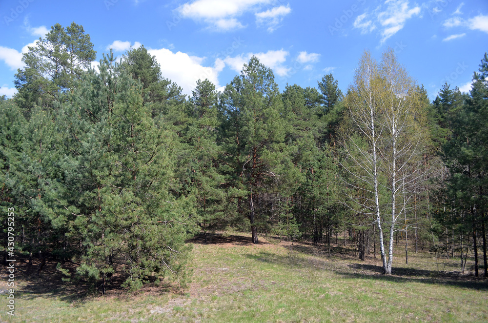 Fototapeta premium Forest near Kiev at spring