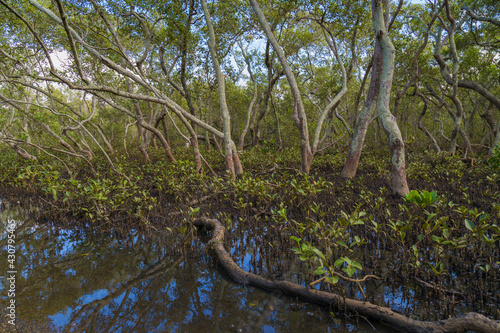 Mangrove boardwalk in Wynnum Brisbane Australia