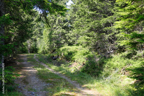 path in the forest, green trees and sunlight, summer season
