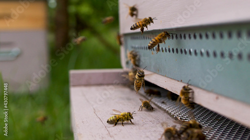 vol de butineuses devant la ruche rentrant le nectar © Eric