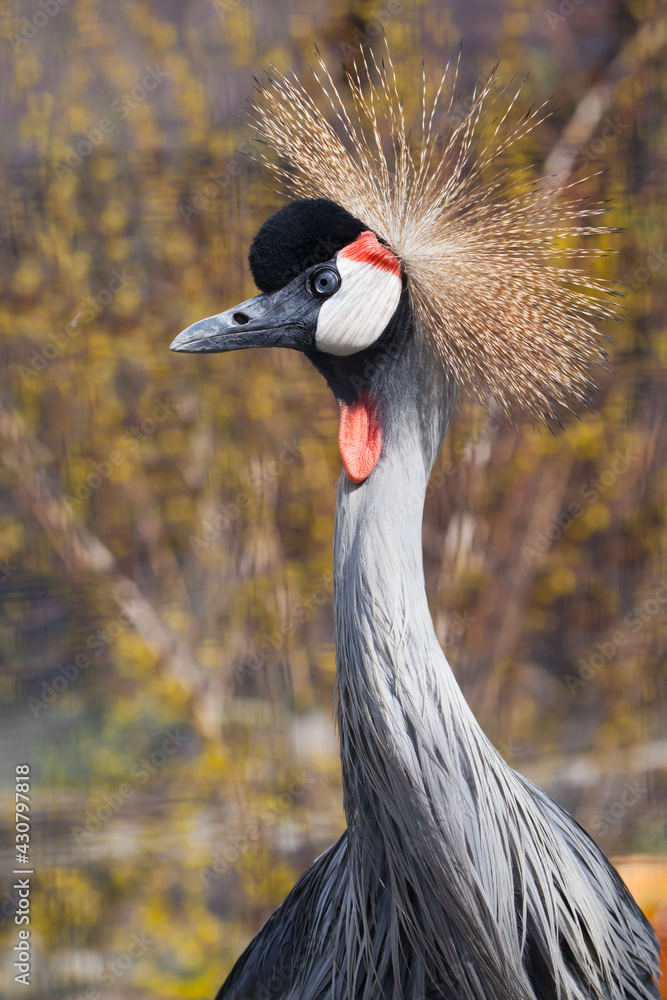 Fototapeta premium Black crowned crane proud gaze head and neck , red earrings