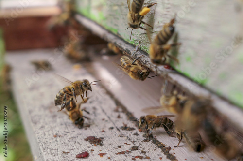Abeille en vol devant la ruche © Eric