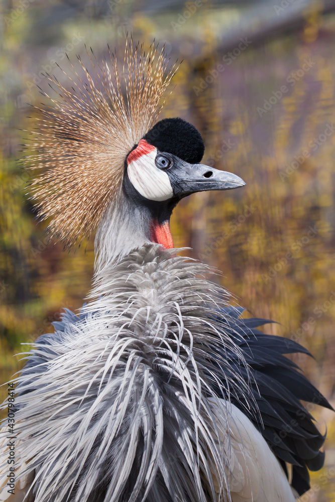 Fototapeta premium Pompous Spreading Feathers Purposefully Looks Black Crowned Crane Golden Crest