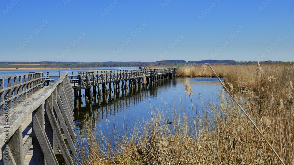 Fototapeta premium romantischer Holzsteg führt über Federsee vorbei an Schilfgürtel im Naturschutzgebiet unter blauem Himmel