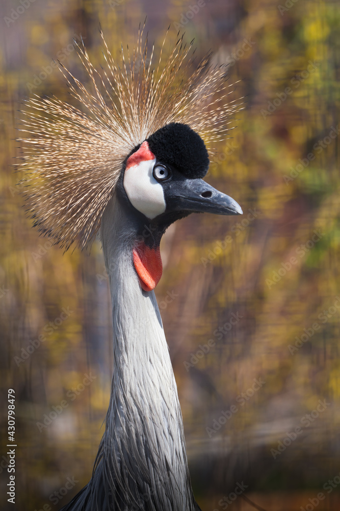 Fototapeta premium Calm serenity of austere crowned beauty Black crowned crane with golden crown