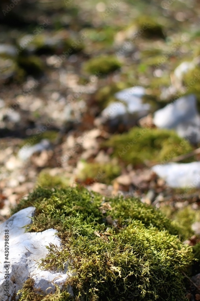 Moss growing on the rocks in a beautiful forest. Selective focus. Moss growing on the rocks in a beautiful forest. Selective focus.