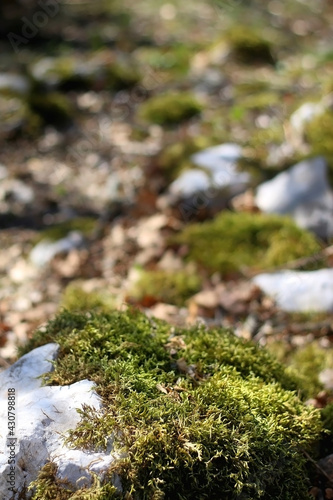 Moss growing on the rocks in a beautiful forest. Selective focus.