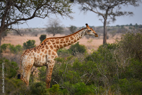 A lonely giraffe feeding in the woodlands of southern Kruger National Park  South Africa